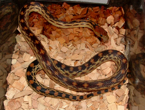 pituophis catenifer vertibralis 1